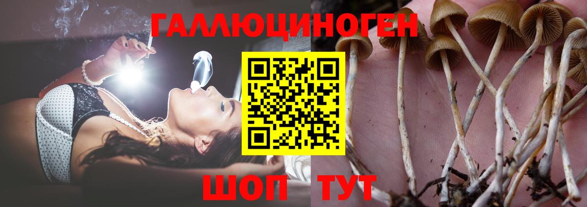 Троицк  Псилоцибиновые грибы Psilocybine cubensis  Вход с VPN 